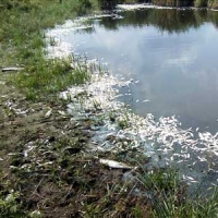 Від спеки та забруднення страждають мешканці водойм